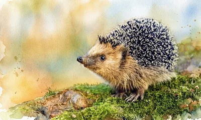 Красная книга Карелии — редкие животные и растения