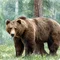 Медведи в Карелии — встретить, не испугаться, выжить
