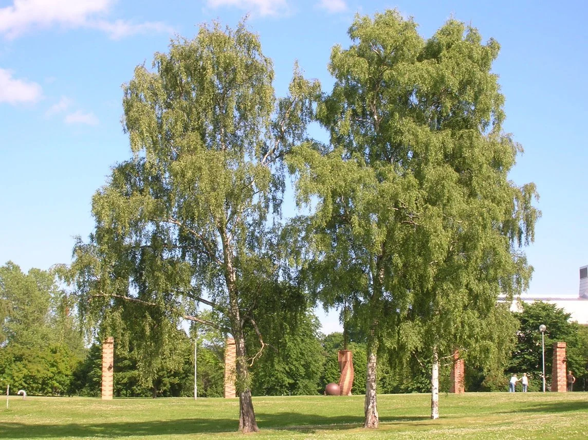 Берёза повислая