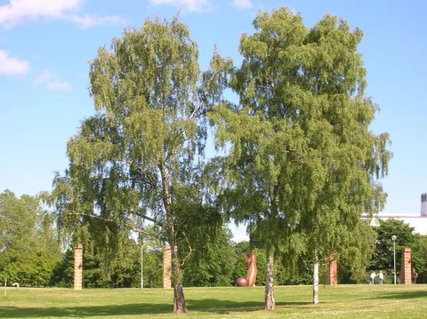 Берёза повислая