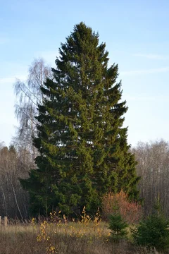 Ель европейская