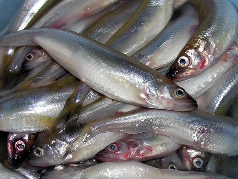 Европейская корюшка