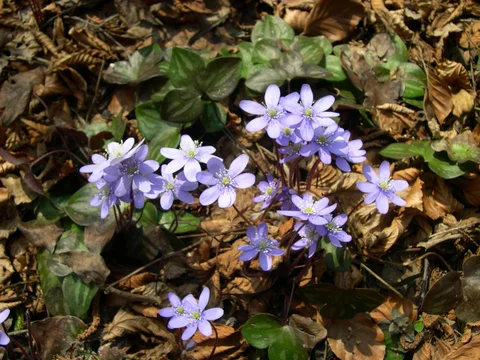 Печёночница благородная